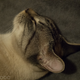 Image for article titled Panasonic Lumix GH4 Review: 4K For the Rest of Us